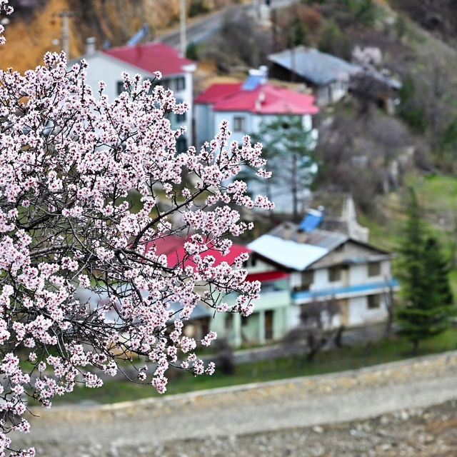 Gümüşhane'de baharın renkleri kışın beyazıyla kucaklaştı
Zigana'nın yeşil y...
