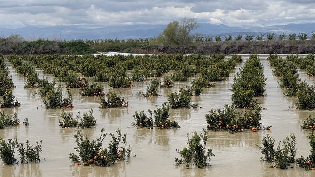 Yağışlar tarım arazilerini vurdu
Tarsus'ta 8 bin dönüm tarım arazisi bir kez daha sular altında kaldı