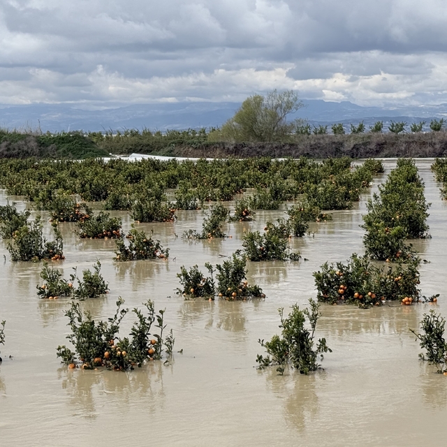Yağışlar tarım arazilerini vurdu
Tarsus'ta 8 bin dönüm tarım arazisi bir ke...