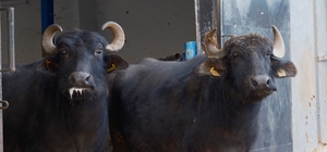 Türkiye'nin yeni manda ırkı Murana süt verimi ile dikkat çekiyor Yağ oranı korundu süt verimi 2 bin litreye çıktı