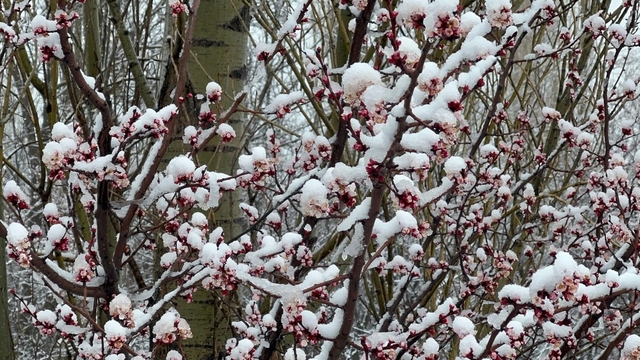 Afyonkarahisar ve Kütahya'da badem ve kayısı çiçekleri karla kaplandı