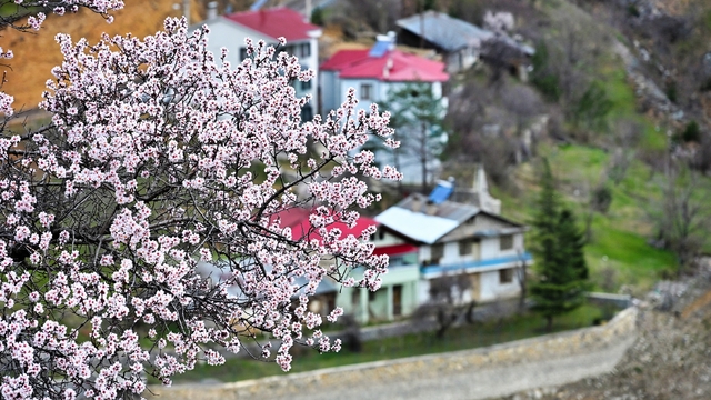 Gümüşhane'de baharın renkleri kışın beyazıyla kucaklaştı
Zigana'nın yeşil yamaçlarında kendini gösteren papatyalar, karlı dağların gölgesinde baharı müjdeliyor