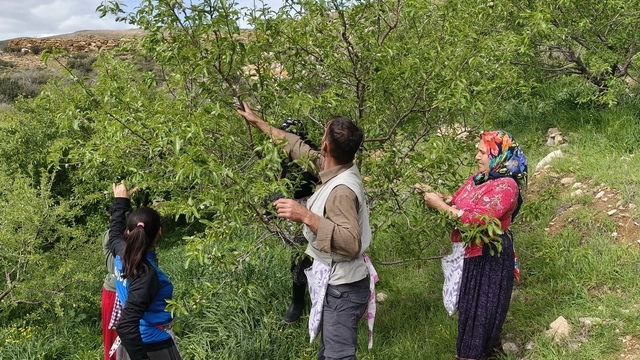 Turfanda çağla hasadı erken başladı