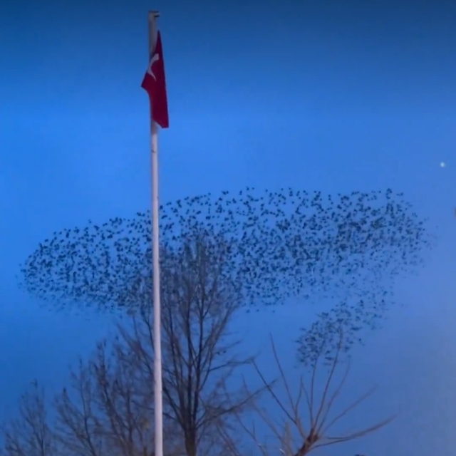 Kuşların Türk bayrağı çevresindeki mest eden dansı kamerada