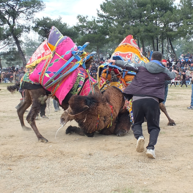 Güreşçi develer, bir yıl sonra sahalara geri döndü