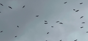 "Bolluk" müjdecisi leylek sürüsü Bursa semalarında görüldü Avrupa'da "kurtarıcı" olarak biliniyor Mekke'den geçtiği için "Hacı" olarak biliniyor Sürü halinde gelirse "bolluk" anlamına geliyor