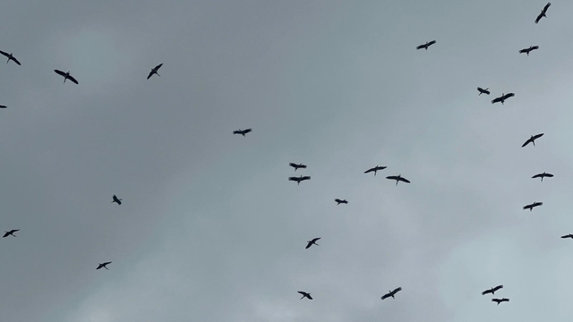 "Bolluk" müjdecisi leylek sürüsü Bursa semalarında görüldü
Avrupa'da "kurtarıcı" olarak biliniyor
Mekke'den geçtiği için "Hacı" olarak biliniyor
Sürü halinde gelirse "bolluk" anlamına geliyor