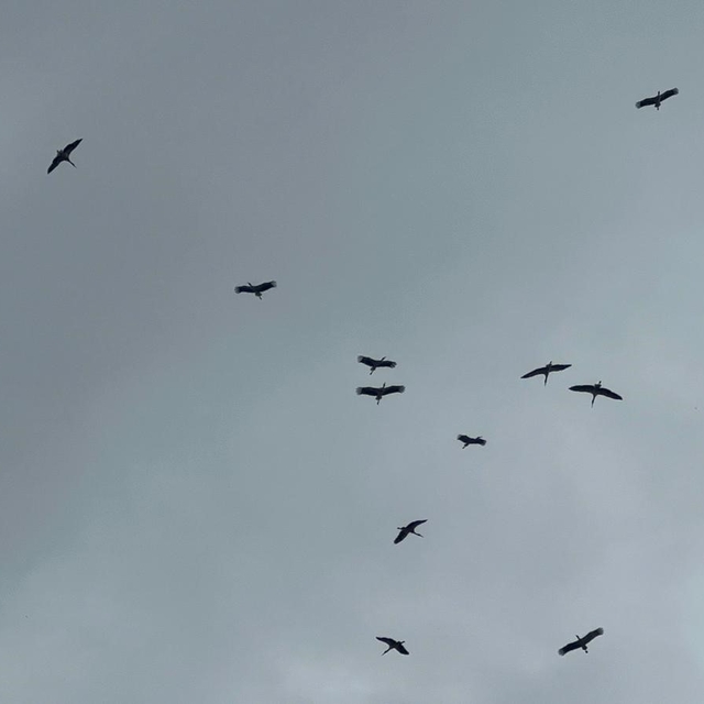 "Bolluk" müjdecisi leylek sürüsü Bursa semalarında görüldü
Avrupa'da "kurta...