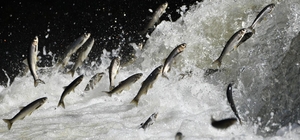 Van Gölü Havzası'nın doğusundaki yağış bolluğu tarımı ve inci kefali göçünü olumlu etkileyecek Prof. Dr. Faruk Alaeddinoğlu; "2026 yılındaki yağışlar insanların su ihtiyacını karşılayacak"