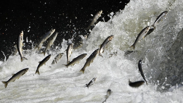 Van Gölü Havzası'nın doğusundaki yağış bolluğu tarımı ve inci kefali göçünü olumlu etkileyecek
Prof. Dr. Faruk Alaeddinoğlu; "2026 yılındaki yağışlar insanların su ihtiyacını karşılayacak"