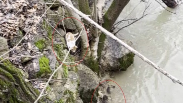 Kedi ile su samurunun saklambaç oyunu kameraya yansıdı