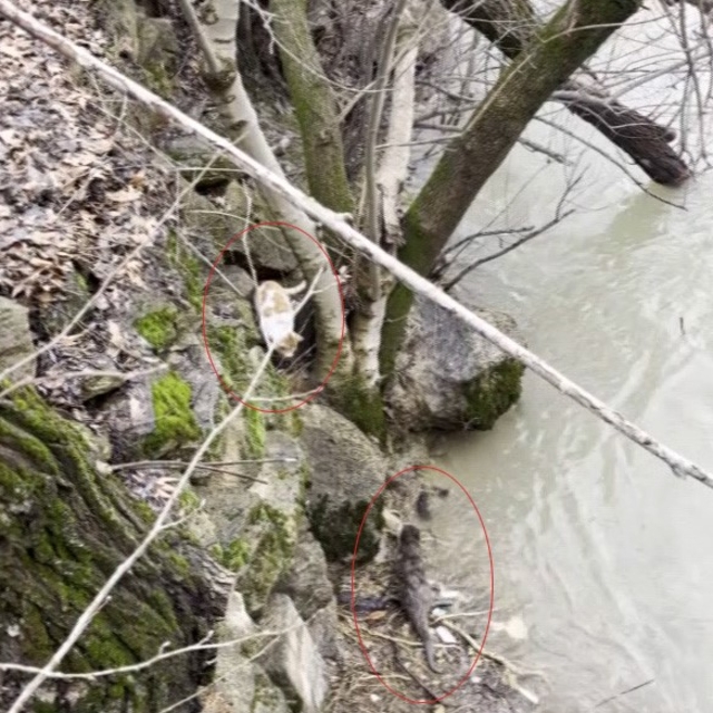 Kedi ile su samurunun saklambaç oyunu kameraya yansıdı