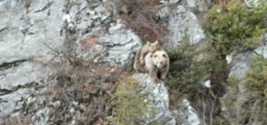 Anne boz ayı sırtındaki yavrusu ile dron kamerasına yakalandı