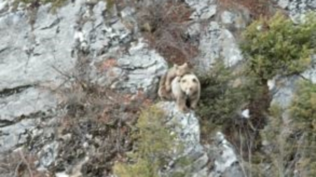 Anne boz ayı sırtındaki yavrusu ile dron kamerasına yakalandı