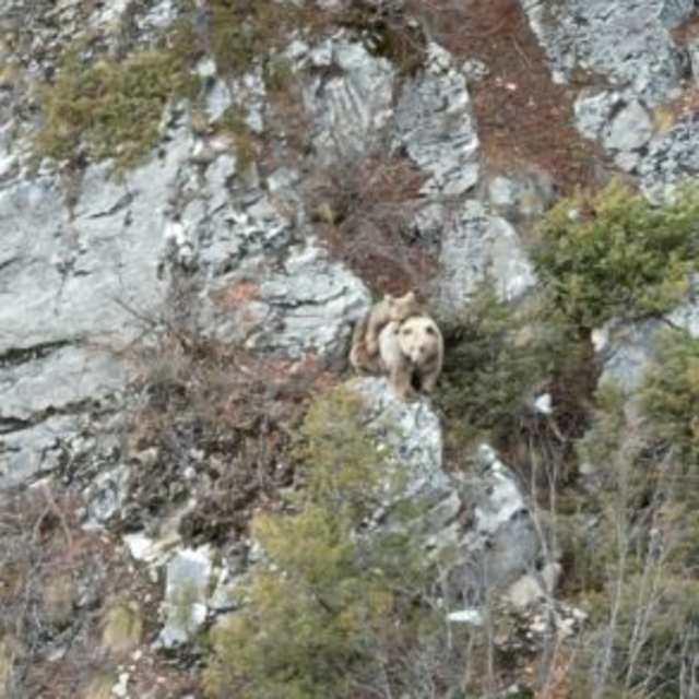 Anne boz ayı sırtındaki yavrusu ile dron kamerasına yakalandı