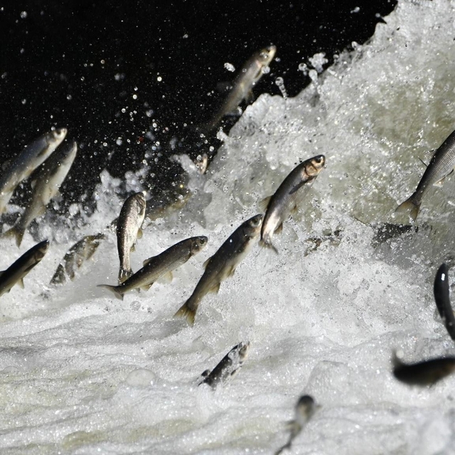 Van Gölü Havzası'nın doğusundaki yağış bolluğu tarımı ve inci kefali göçünü...