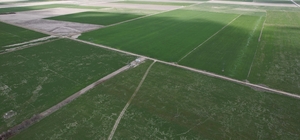 Çiftçilere hububata hastalık gelmeden erken müdahale uyarısı ZMO Konya Şube Başkanı Burak Kırkgöz: "Çiftçilerimizin yağış aldığımız dönemlerde sulama yapmamaları gerekiyor"