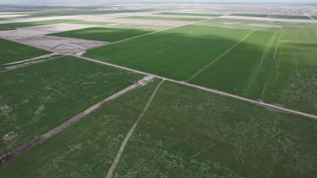 Çiftçilere hububata hastalık gelmeden erken müdahale uyarısı
ZMO Konya Şube Başkanı Burak Kırkgöz:
"Çiftçilerimizin yağış aldığımız dönemlerde sulama yapmamaları gerekiyor"