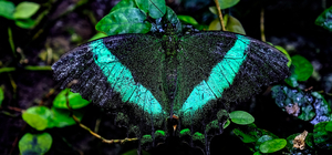 Konya Tropikal Kelebek Bahçesi, 10 bin kelebekle ziyaretçilerini ağırlıyor