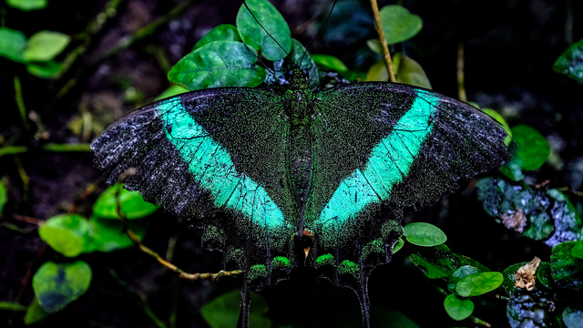 Konya Tropikal Kelebek Bahçesi, 10 bin kelebekle ziyaretçilerini ağırlıyor