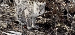 Köyün içerisine giren vaşak görüntülendi