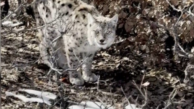 Köyün içerisine giren vaşak görüntülendi