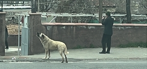 Ezanla birlikte uluyan köpek dikkat çekti