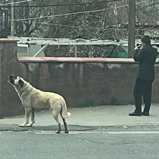 Ezanla birlikte uluyan köpek dikkat çekti