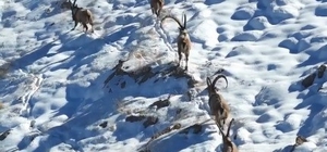 Kahramanmaraş'ta yaban keçileri görüntülendi
