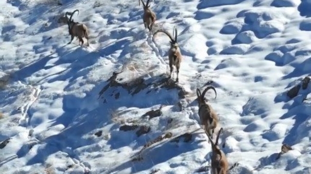 Kahramanmaraş'ta yaban keçileri görüntülendi