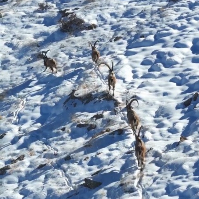 Kahramanmaraş'ta yaban keçileri görüntülendi