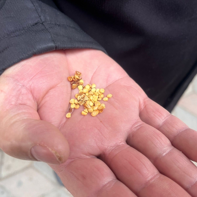 Ata tohumlarla tarımın hafızasını yaşatıyor