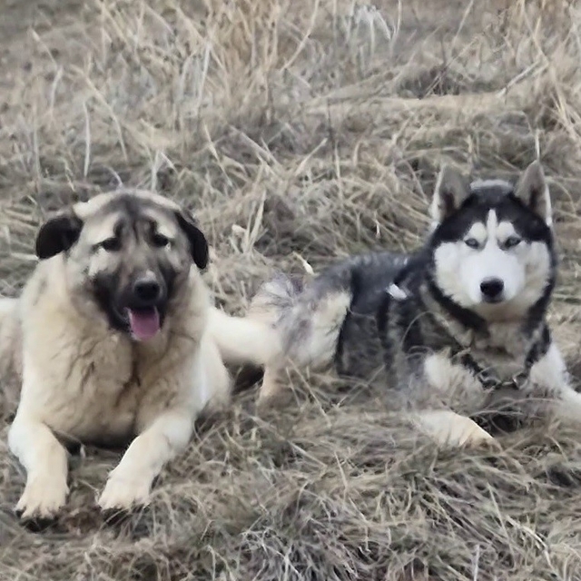 Yavru kangal gönlünü Sibirya kurduna kaptırdı
Yavru kangalın Sibirya kurduy...