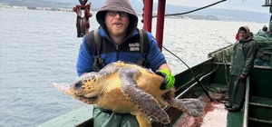 Gelibolu açıklarında ağlara takılan caretta caretta denize geri salındı