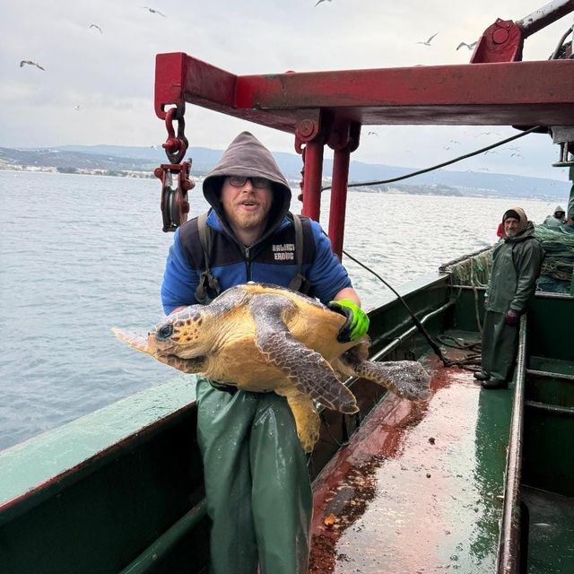 Gelibolu açıklarında ağlara takılan caretta caretta denize geri salındı