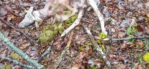 Sürüye kurt saldırdı: 18 koç ve 5 teke telef oldu