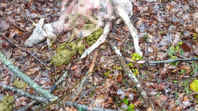 Sürüye kurt saldırdı: 18 koç ve 5 teke telef oldu