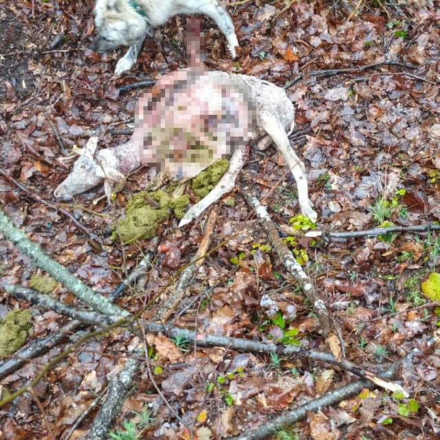 Sürüye kurt saldırdı: 18 koç ve 5 teke telef oldu