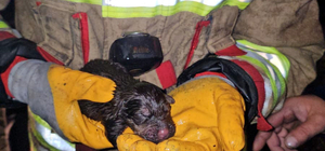 İtfaiye, yangında mahsur kalan yavru köpekleri kurtarmak için seferber oldu