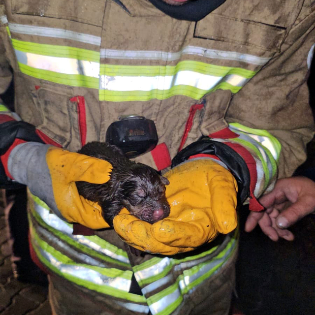 İtfaiye, yangında mahsur kalan yavru köpekleri kurtarmak için seferber oldu