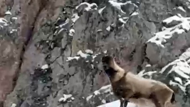 Aladağlar'da yaban hayatı görüntülendi