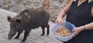 Safiye Soyman kapısına gelen domuzu elleriyle besledi