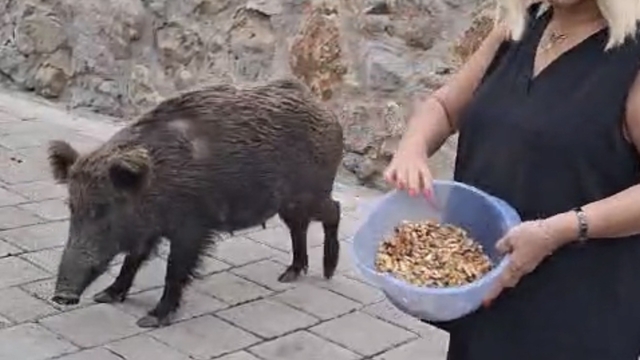 Safiye Soyman kapısına gelen domuzu elleriyle besledi