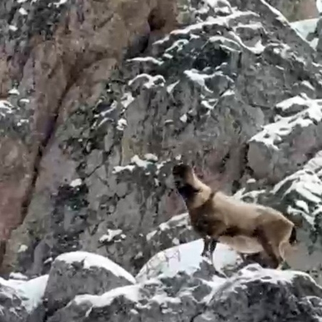 Aladağlar'da yaban hayatı görüntülendi