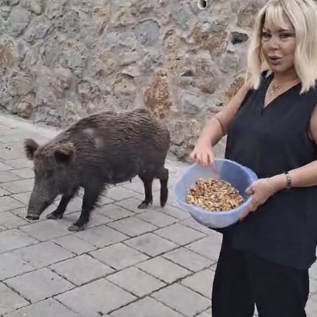Safiye Soyman kapısına gelen domuzu elleriyle besledi