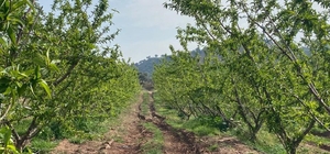 Ağaçlar çiçek açtı, bahçelerde meyve tutumu takibi yapıldı
