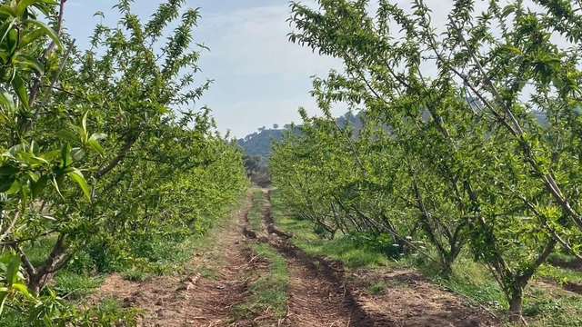 Ağaçlar çiçek açtı, bahçelerde meyve tutumu takibi yapıldı