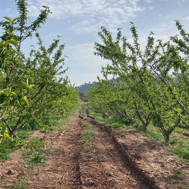 Ağaçlar çiçek açtı, bahçelerde meyve tutumu takibi yapıldı