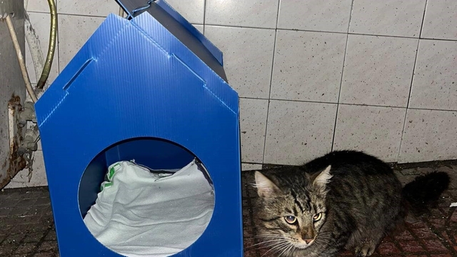 El emeğiyle yaptı, sokak kedilerine yuva oldu