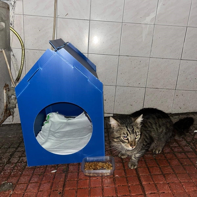 El emeğiyle yaptı, sokak kedilerine yuva oldu